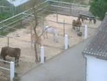 Paddock Paddock